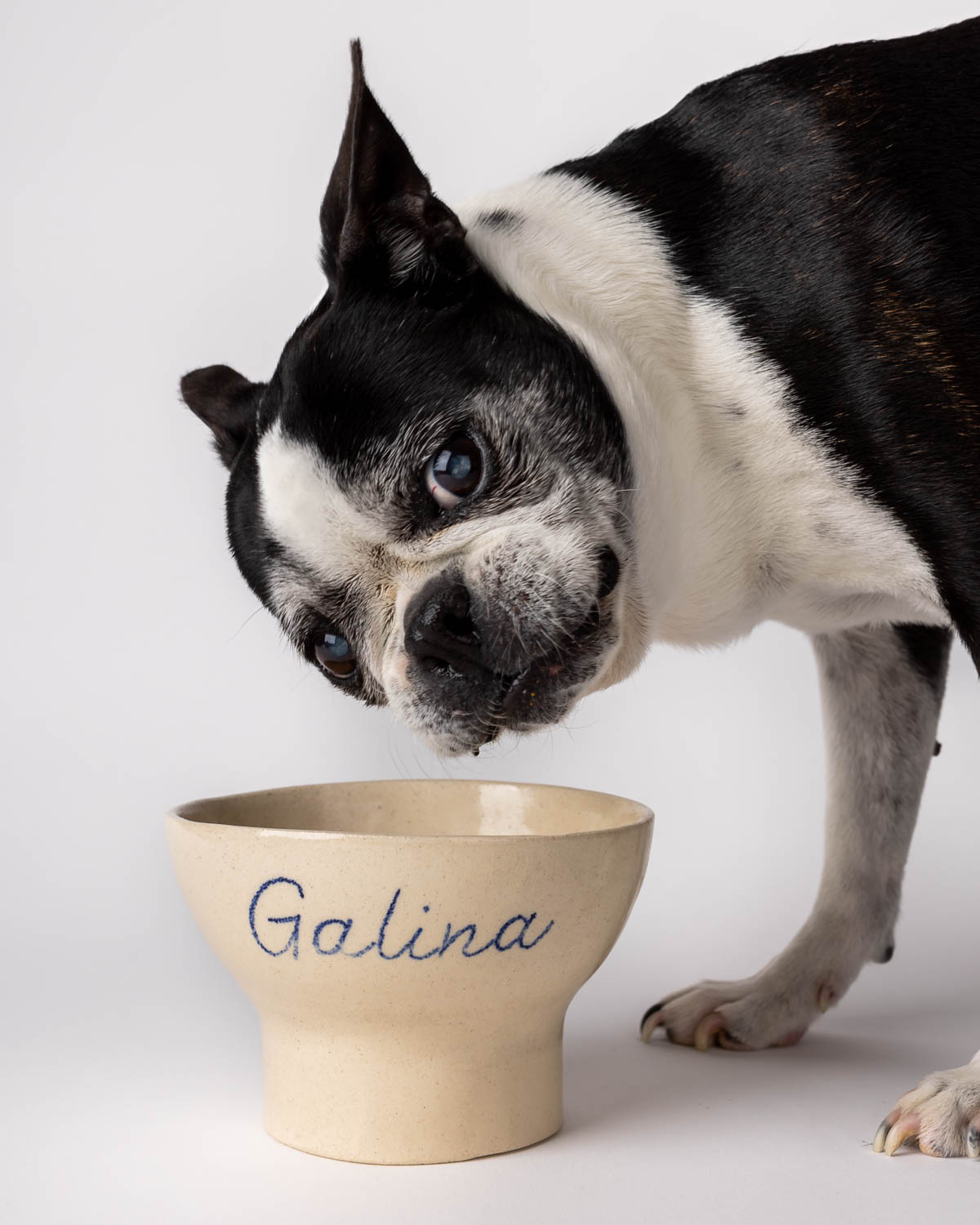gamelle chien chat à personnaliser